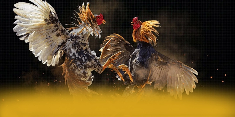 8XBET - Lời kết với góc nhìn khách quan.