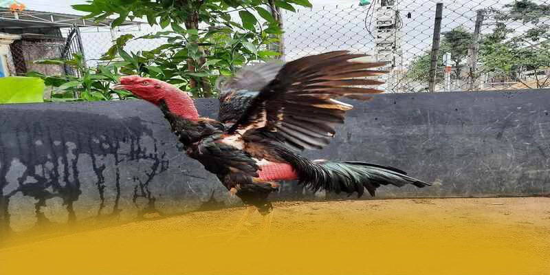 Độ tin cậy tài khoản tại 8XBET Độ tin cậy tài khoản tại 8XBET